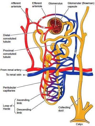 A nephron and its blood supply