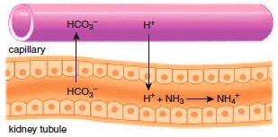 Acid-base balance Acid-base balance