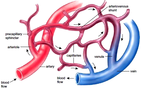 Anatomy of a capillary bed