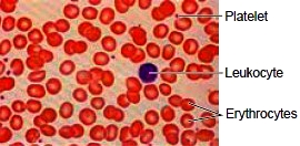 Blood cells as viewed under the microscope