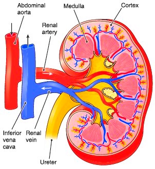 Blood supply and circulation of the kidney