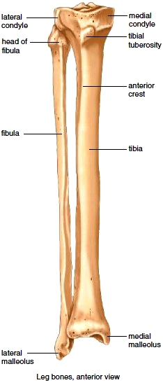 Bones of the right leg