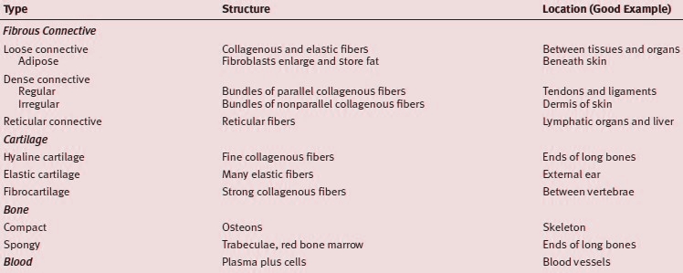 Classification of Connective Tissue