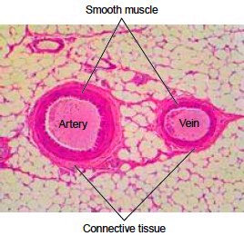 Cross-section of an artery and vein