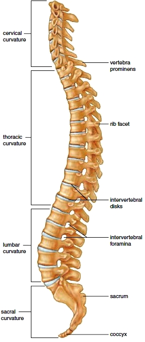 Curvatures of the spine