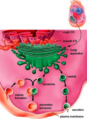Endomembrane System. Components of Endomembrane System