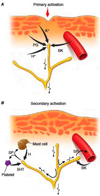 Events leading to activation, sensitization, and spread of sensitization of primary afferent nociceptor terminals