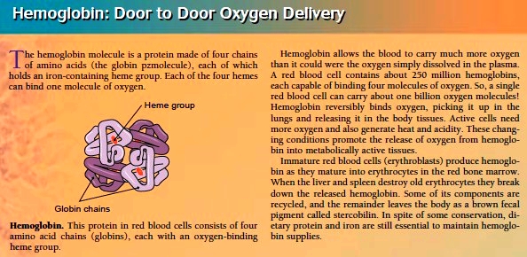 Hemoglobin Door to Door Oxygen Delivery