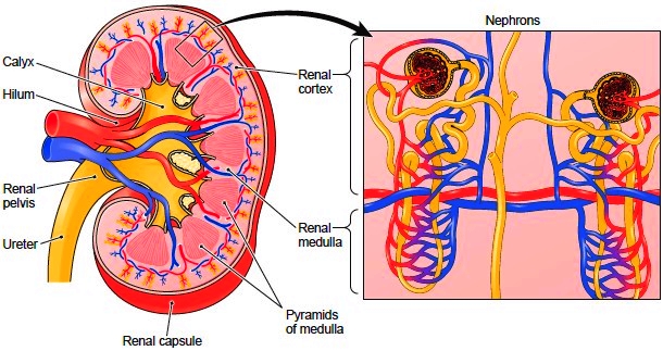 Longitudinal section through the kidney showing its internal structure