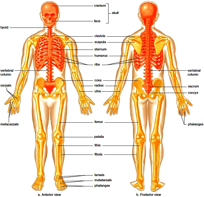 Major bones of the skeleton