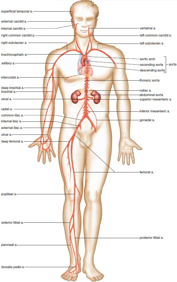 Major arteries of the body