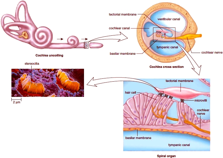 Mechanoreceptors for hearing