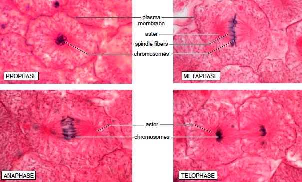 Protein Synthesis Events During The Mitotic Stage