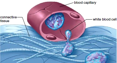 Mobility of white blood cells