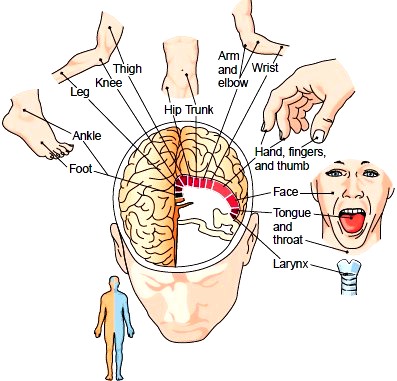 Motor areas of the cerebral cortex (frontal lobe)