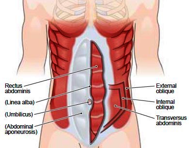 Muscles of the abdominal wall