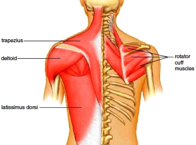 Muscles of the posterior shoulder