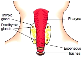 Parathyroid glands (posterior view)