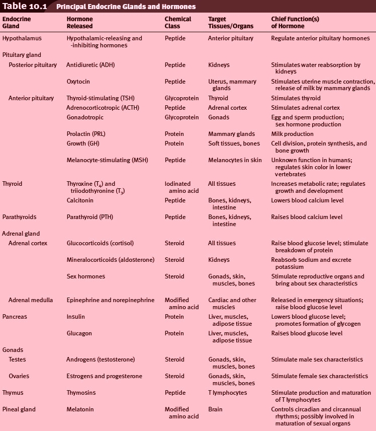 Endocrine System Hormones Chart