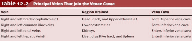 Principal Veins That Join the Venae Cavae