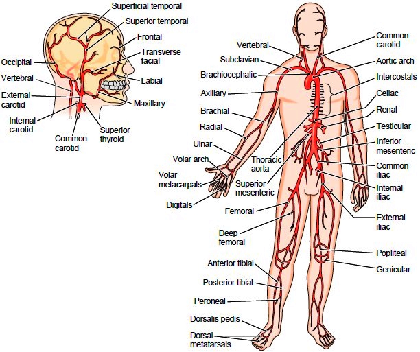 Aorta Artery Branches