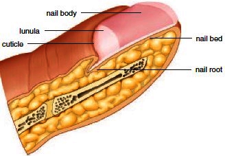 Sagittal section of a nail