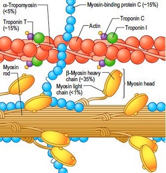 Sarcomeric proteins implicated in hypertrophic cardiomyopathy