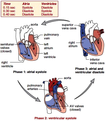 Cardiac Cycle and Heart Sounds. Cardiac Output