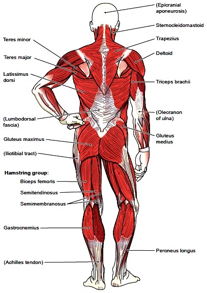 Superficial muscles, posterior view