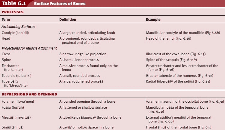 Surface Features Of Bones Bone Growth And Repair