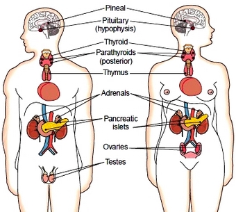 The endocrine glands
