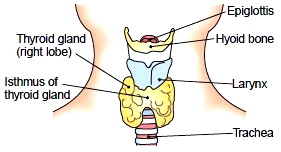 Thyroid gland (anterior view)