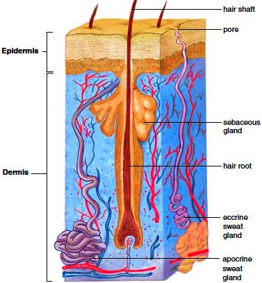 Types of skin glands