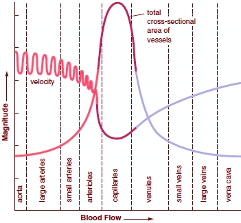 The average radial artery blood flow velocity (vrad.art.mean