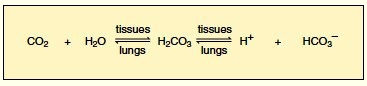 carbon dioxide transport