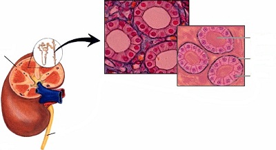 Simple Cuboidal Epithelium