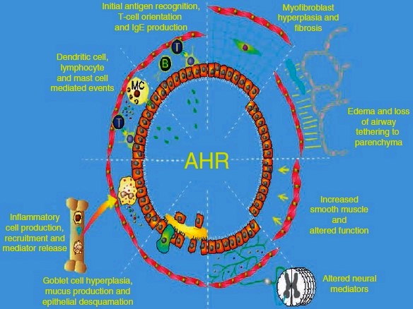 mechanisms of allergen