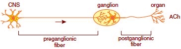 parasympathetic division