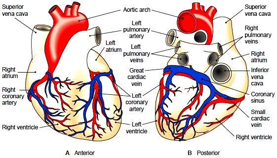 Heart. Structure of the Heart. Divisions of the Heart