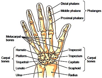 Bones of the right hand