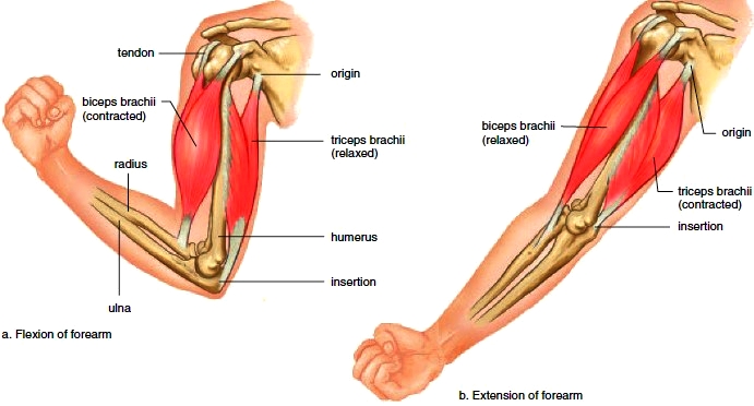 Flexion and Extension of Forearm
