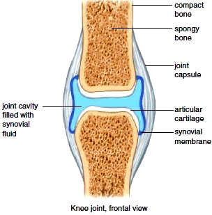 Knee joint, frontal view
