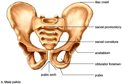 Image result for pubic arch in pelvis of male
