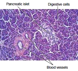 Microscopic view of pancreatic cells