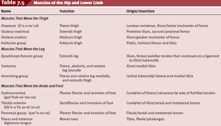 Muscles of the Hip and Lower Limb