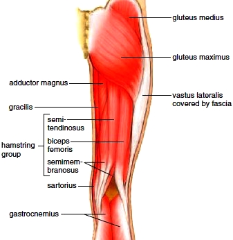Muscles of the posterior right hip and thigh