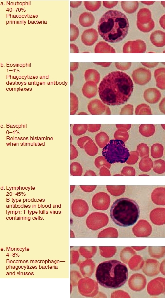 five types of white blood cells