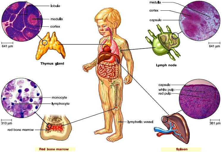 lymphatic organs