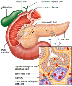 what is the purposes of a pancreatic juice